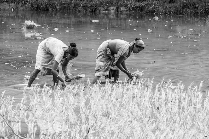 Women and Water Needs from Gender Perspective - Transplanting paddy in Nagaon district, Assam